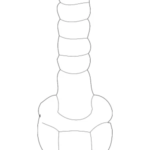 Front Shield Bolt - Mazda (9CF6-00-516)