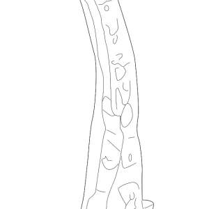Reinforcement - Mazda (B30P-70-36Z)
