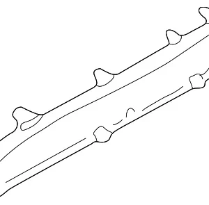 Lens - Mazda (NC10-55-447)